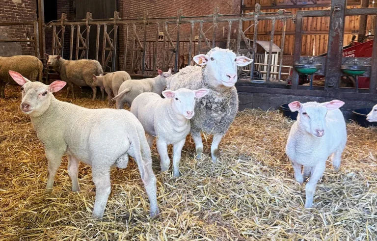 Aische-en-Refail > Fermes ouvertes > La Ferme du Pont des Dames