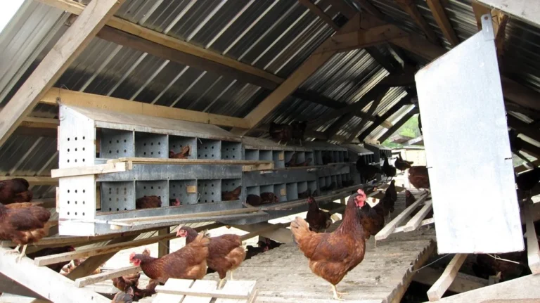 La Ferme Lutreboise — illustration : volailles fermières (Journées Fermes Ouvertes 2026)