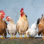 La Fête des Coqs à Ciney