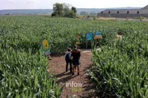 Labyrinthe de maïs géant « Le Grain Égaré » à Tarcienne, Walcourt