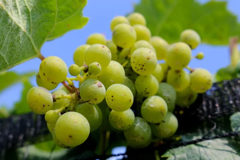 Le Domaine viticole du Chapitre — illustration : grappes de raisin (Journées Fermes Ouvertes 2026)