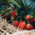 Le marché des producteurs et artisans locaux 2026