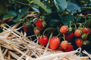 Le marché des producteurs et artisans locaux 2026