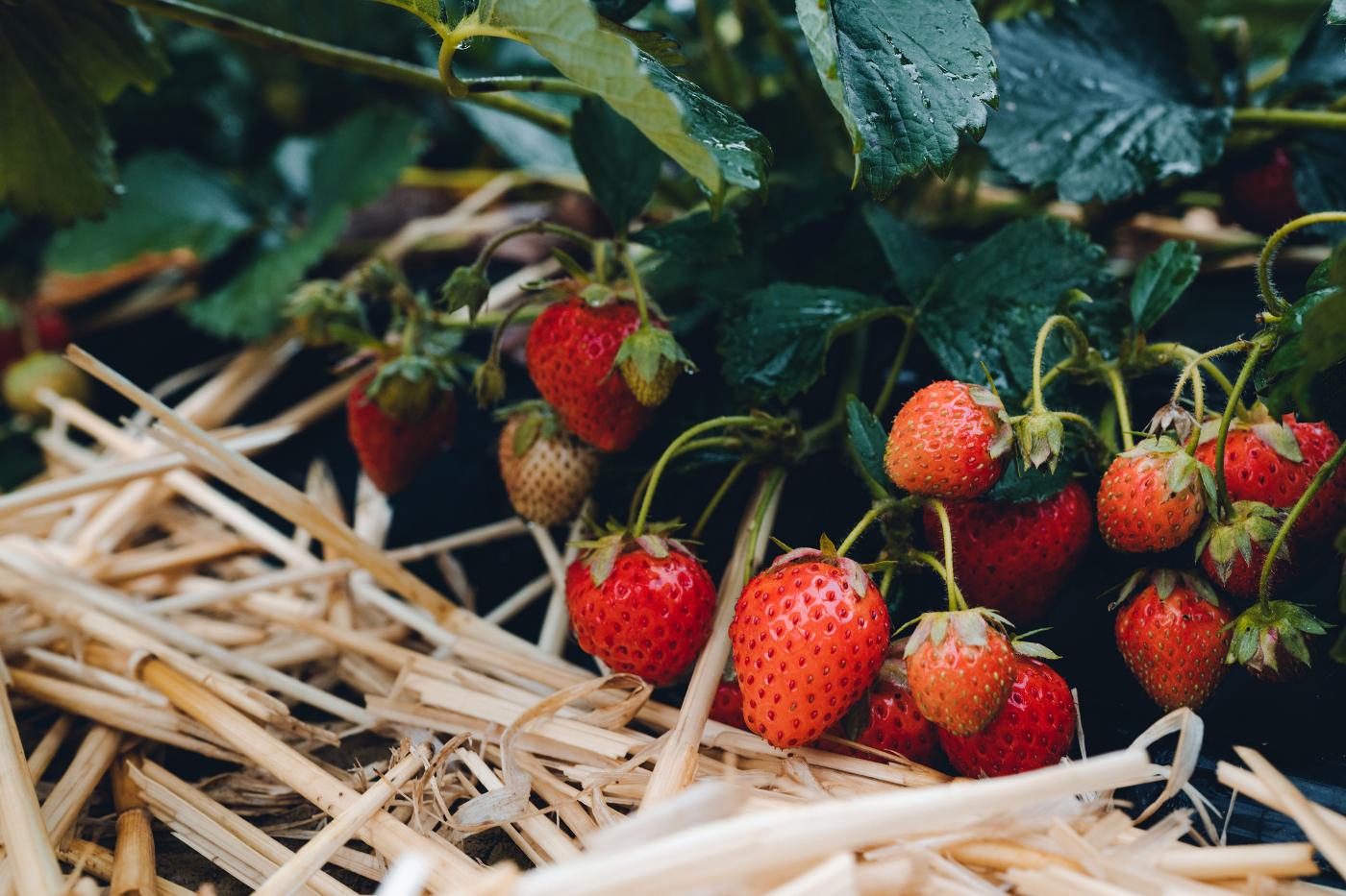 Affiche officielle Le marché des producteurs et artisans locaux 2026