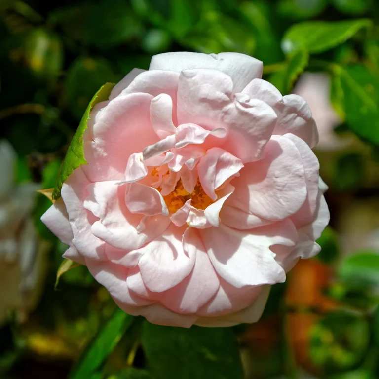 Les Roses de Daniel — illustration : rose en gros plan (Journées Fermes Ouvertes 2026)