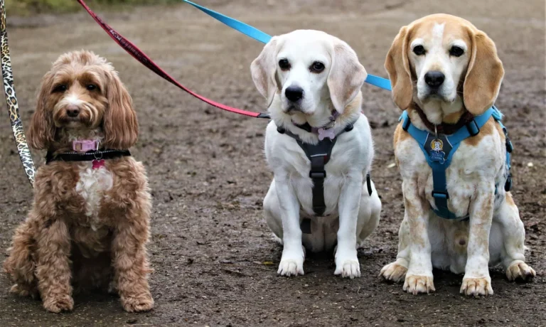 Marche gourmande pour chien à Fauvillers (Fête Nationale du 21 juillet)