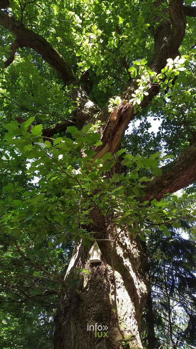 Le Moulin Simonis à Vresse-sur-Semois : un ancien moulin devenu hôtel au fond des bois de la Semois