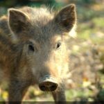 Parc animalier de Rochehaut : safari en petit train au-dessus de la Semois (2026)