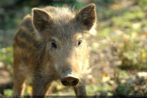 Parc animalier de Rochehaut : safari en petit train au-dessus de la Semois (2026)