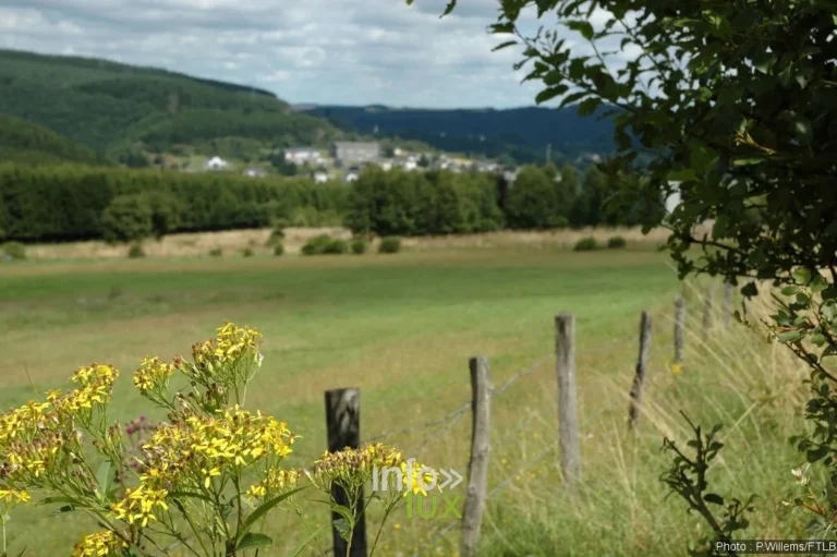 Le Parc naturel Haute-Sûre Forêt d’Anlier : 82 000 hectares de nature au départ de Martelange