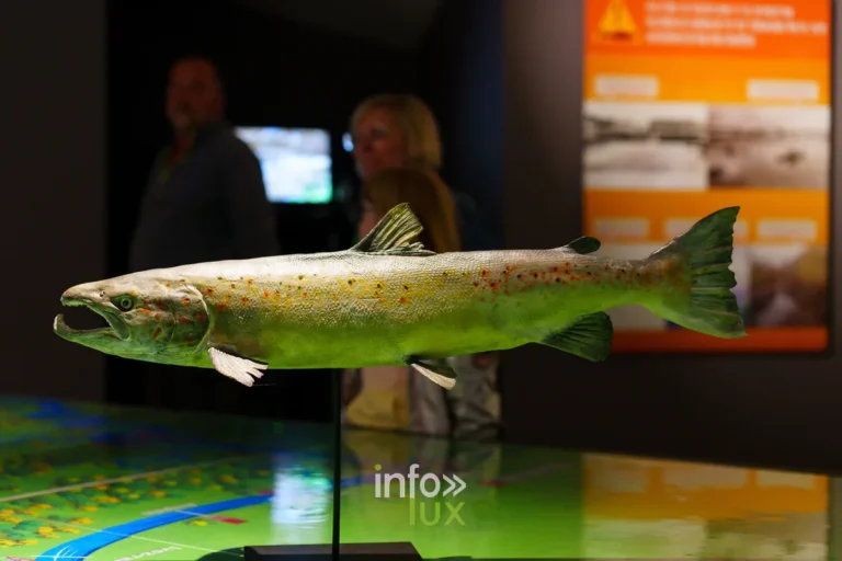 CoSMos — L’Odyssée du Saumon : pêche & nature en province de Luxembourg