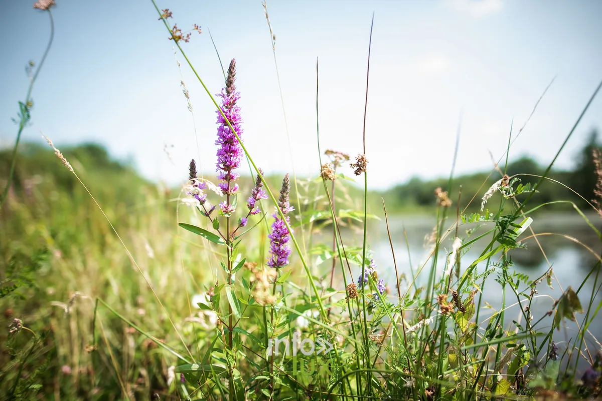 L'étang de l'Ilé, site de pêche & nature en province de Luxembourg