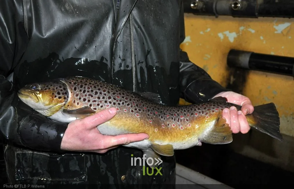 La pisciculture de Mirwart — Saint-Hubert