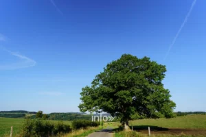 Le village de Bande et son église vus du panorama de Nassogne