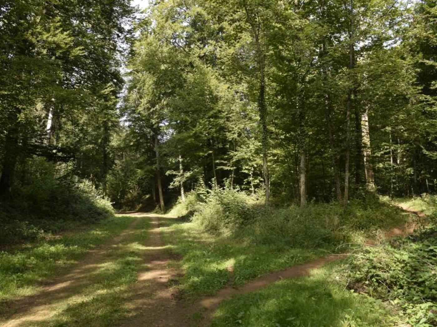 Affiche officielle Promenade guidée — Ancienne minière Halanzy 2026