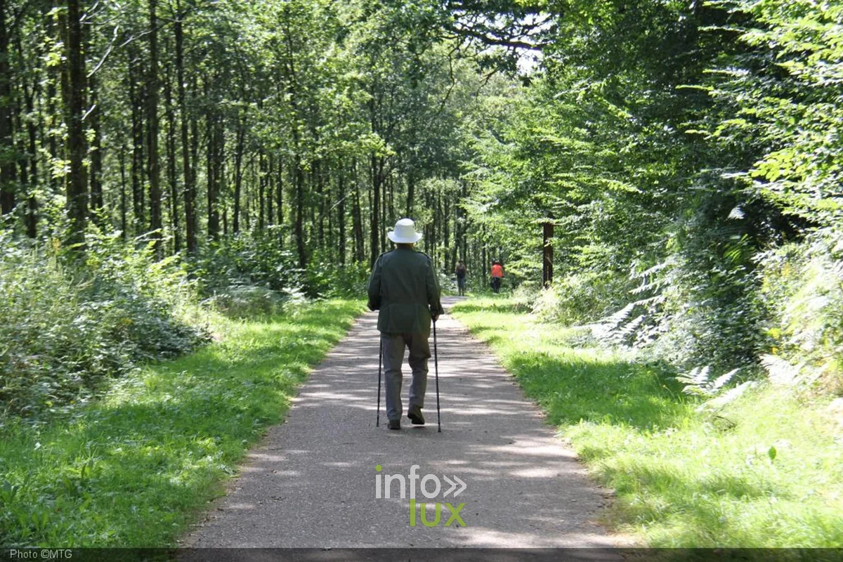 Forêt de pins centenaires le long du RAVeL entre Saint-Léger et Châtillon en province de Luxembourg
