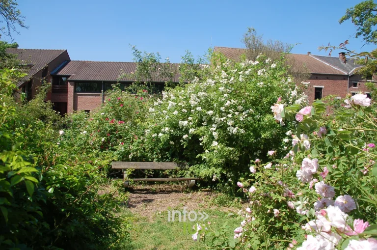 La roseraie communale de Chaumont-Gistoux : un trésor de roses anciennes et botaniques