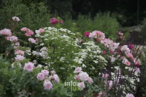 Massifs de roses de la roseraie Warren Millington à La Glanerie, Rumes