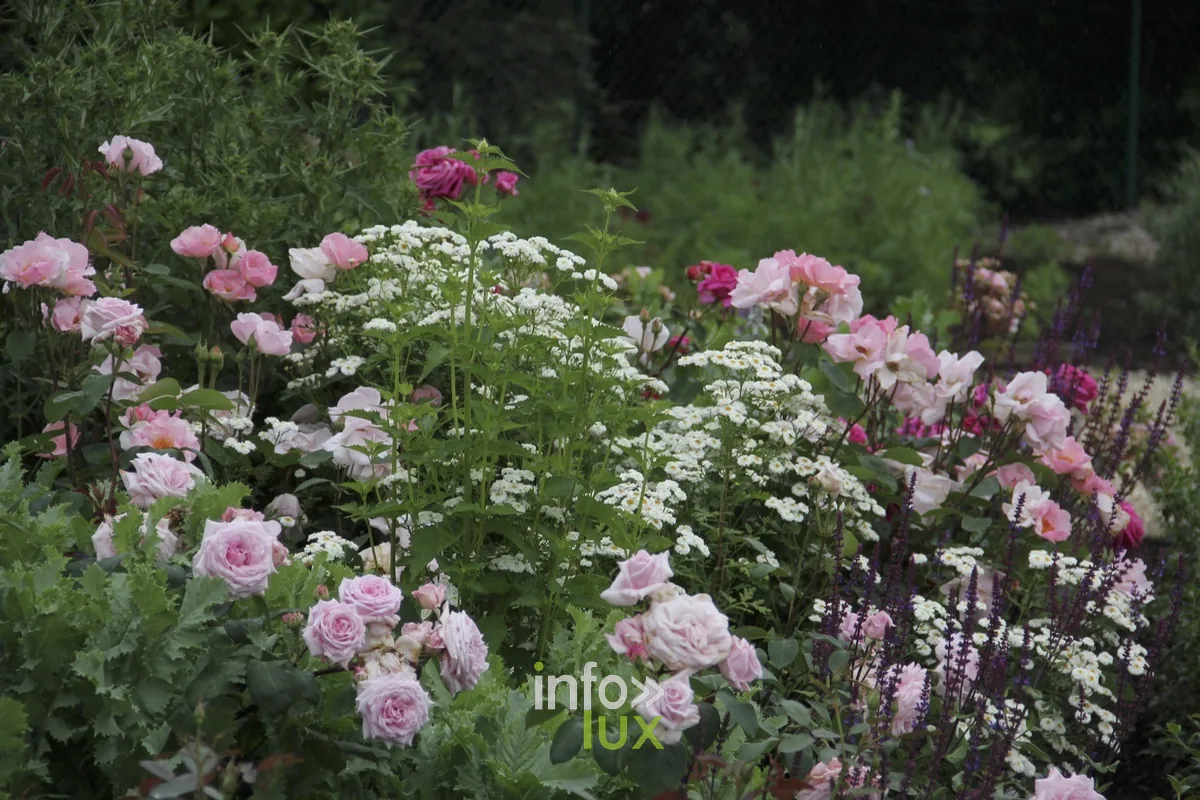 Massifs de roses de la roseraie Warren Millington à La Glanerie, Rumes