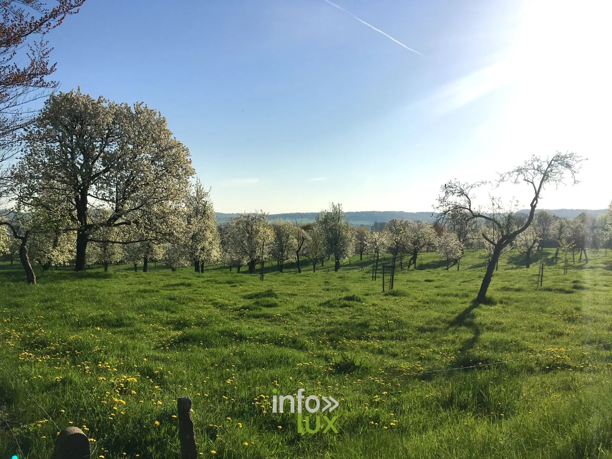 Vergers de hautes-tiges en fleurs dans le bocage du Pays de Herve