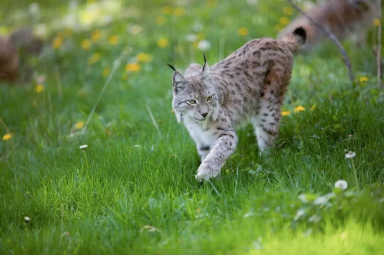 Rochefort > Nature > Sur la piste des grands prédateurs