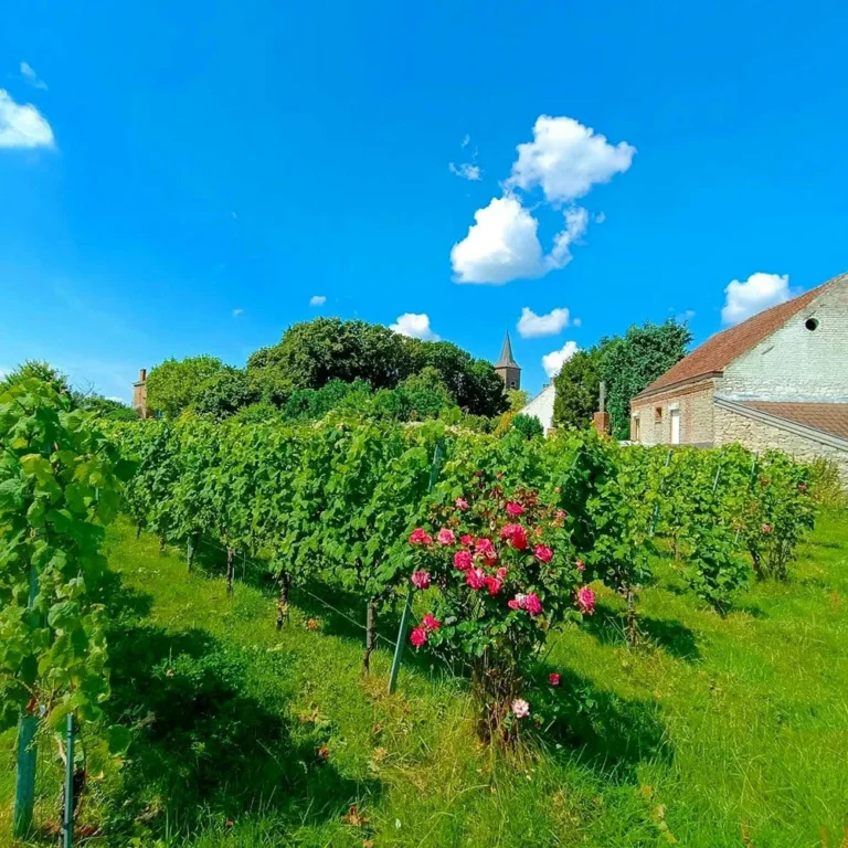Sirault > Fermes ouvertes > Vignoble de Sirault