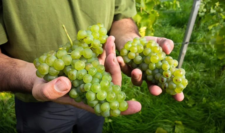 Vin du Pays de Herve — illustration : grappes de raisin (Journées Fermes Ouvertes 2026)
