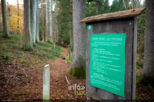 Arboretum du Fourneau Saint-Michel à Nassogne, province de Luxembourg