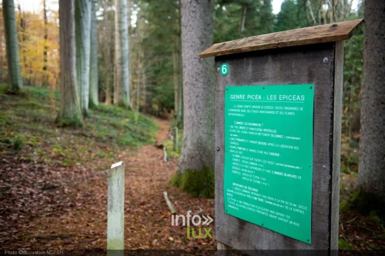 Arboretum du Fourneau Saint-Michel (Nassogne) : visiter ce musée