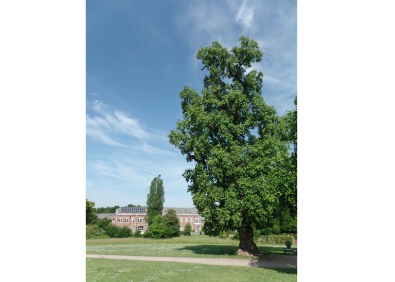 Verviers > Patrimoine > Visite guidée AGAV : Verviers au vert 2026
