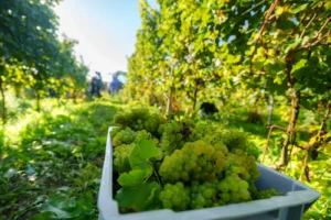Visite guidée du Domaine W à Tubize