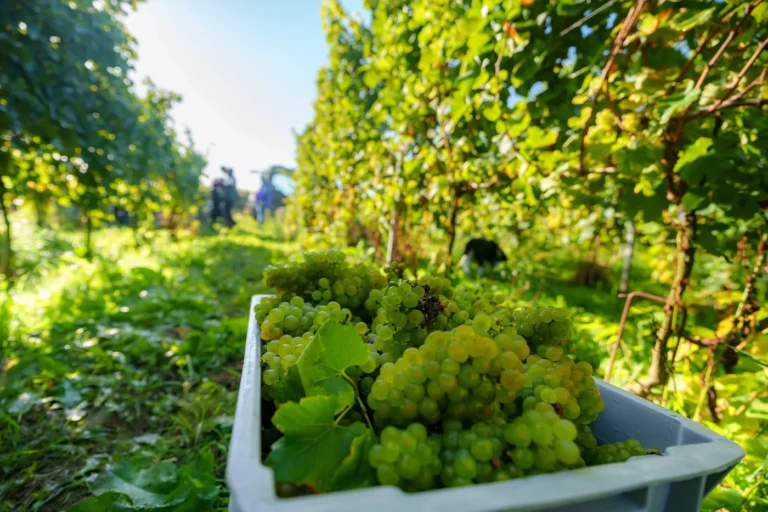 Tubize » Terroir » Visite guidée du Domaine W