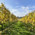 Weekend du vin - Noduwine avec l'Office du Tourisme d'Orp-Jauche 2026