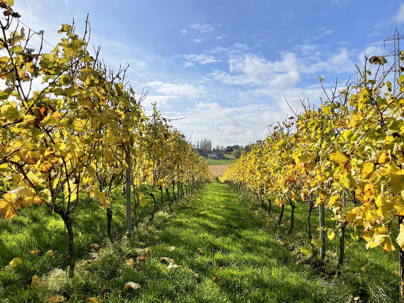 Orp-Jauche > Gastronomie > Weekend du vin – Noduwine avec l’Office du Tourisme d’Orp-Jauche 2026