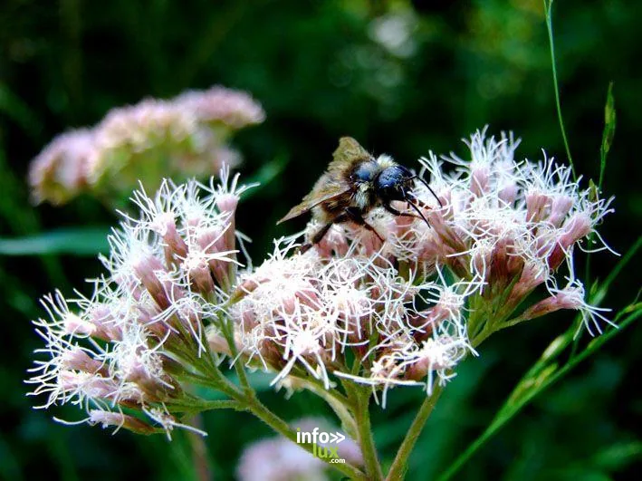 Apiculture à Fraimbois