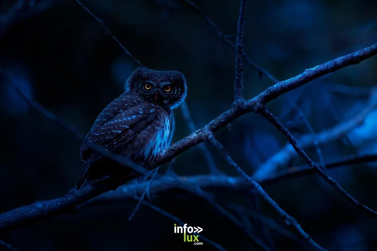 Affiche officielle Apprivoisons la nuit, interprétons les bruits 2026