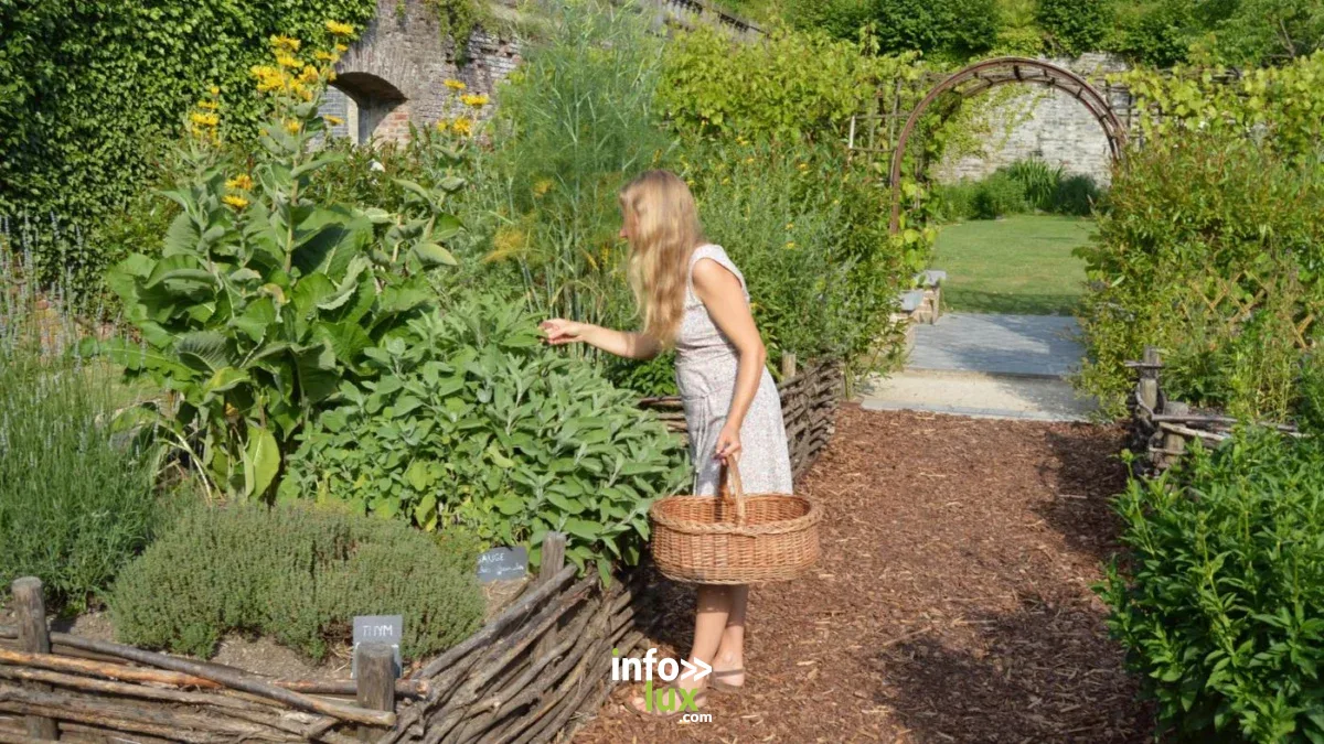Affiche officielle Atelier d'herboristerie - Plantes et santé à l'Abbaye de Villers 2026