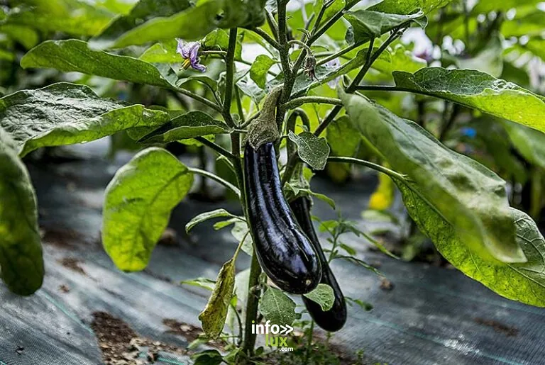 Aujon nos légumes !
