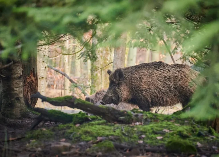 Cerf, chevreuil et sanglier : balade a la decouverte des grands animaux de la foret d'Anlier