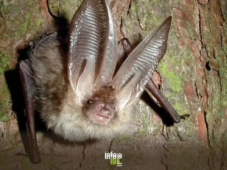 Braine-le-Château > Balade > Balade à la découverte des chauves-souris 2026