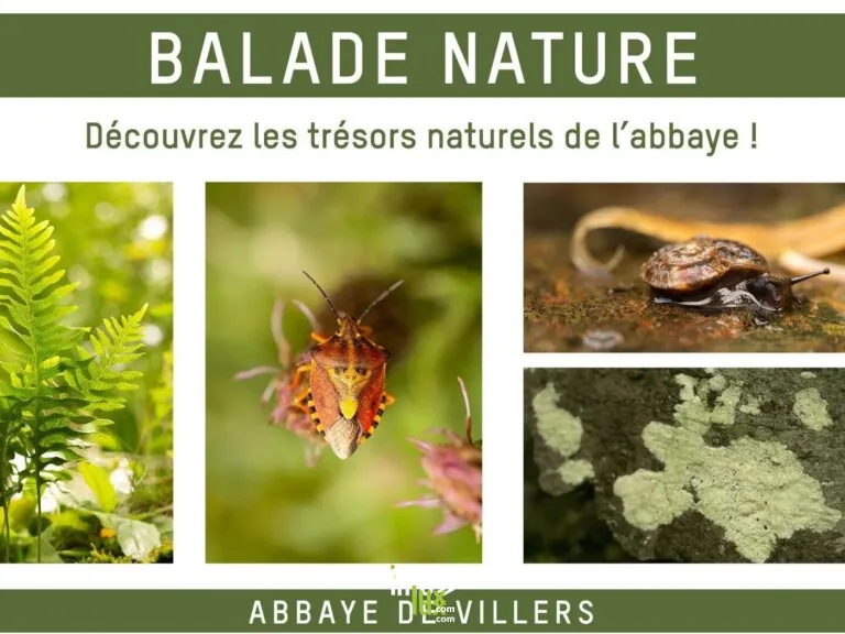 Villers-la-Ville > Patrimoine > Balade nature à l’Abbaye de Villers 2026