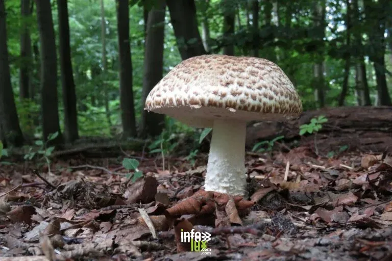 Balades champignons 2026
