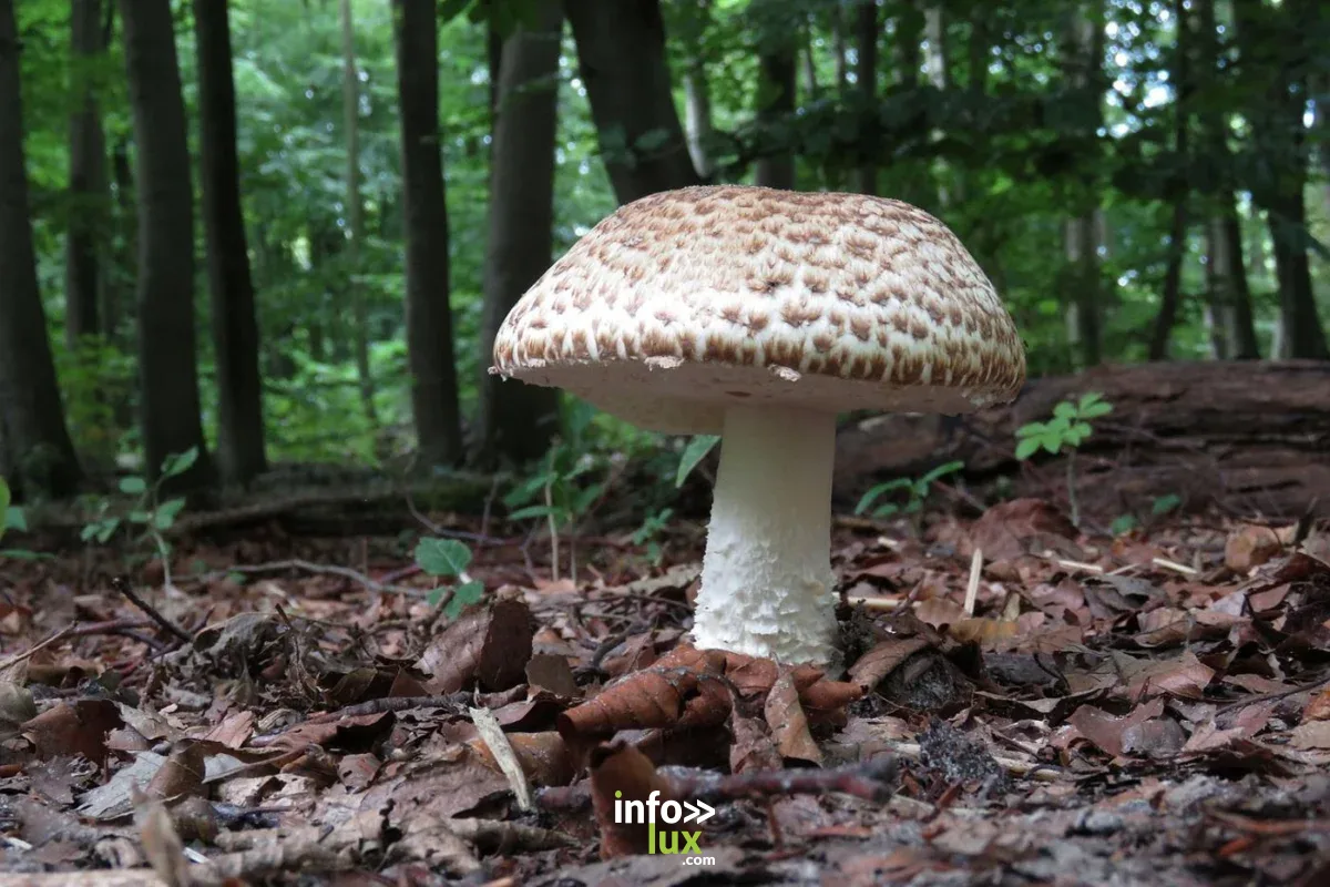 Affiche officielle Balades champignons 2026