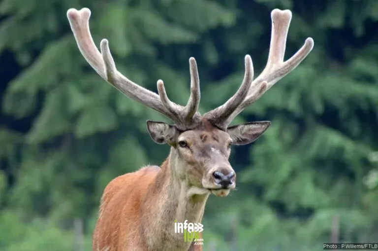 Brame du cerf 2026