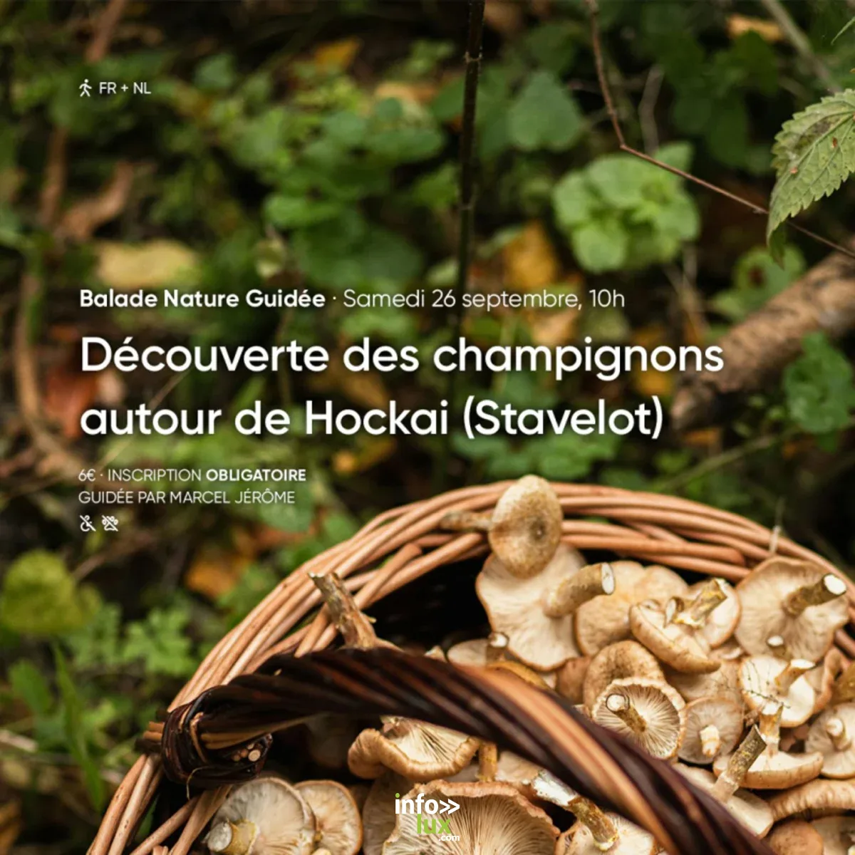 Affiche officielle Découverte des champignons autour de Hockai - Balade nature guidée 2026