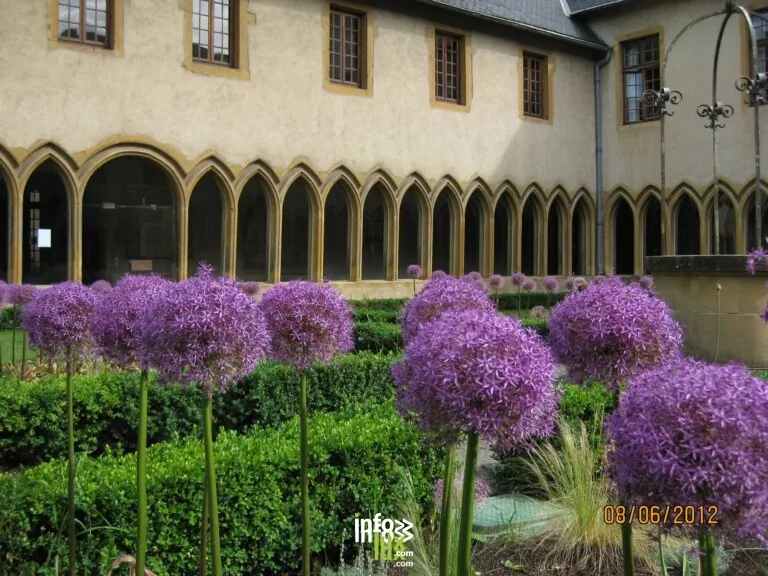 Metz > Animation > Découverte des plantes médicinales du cloître des Récollets