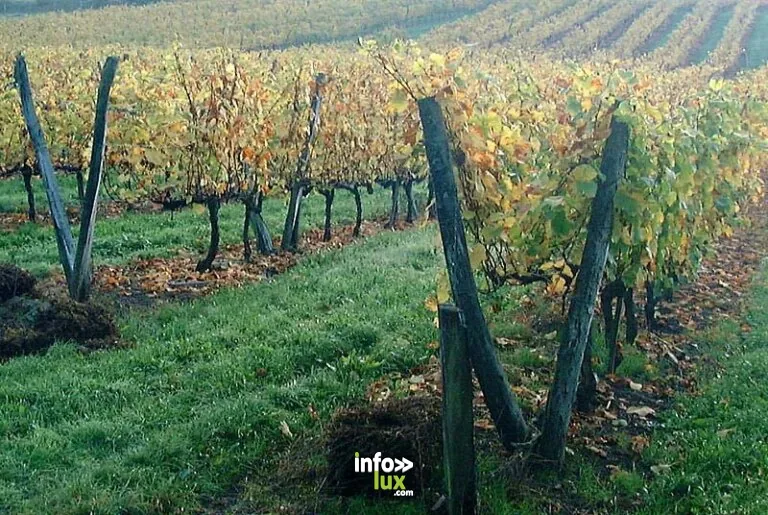 Domaine Camus Renaut