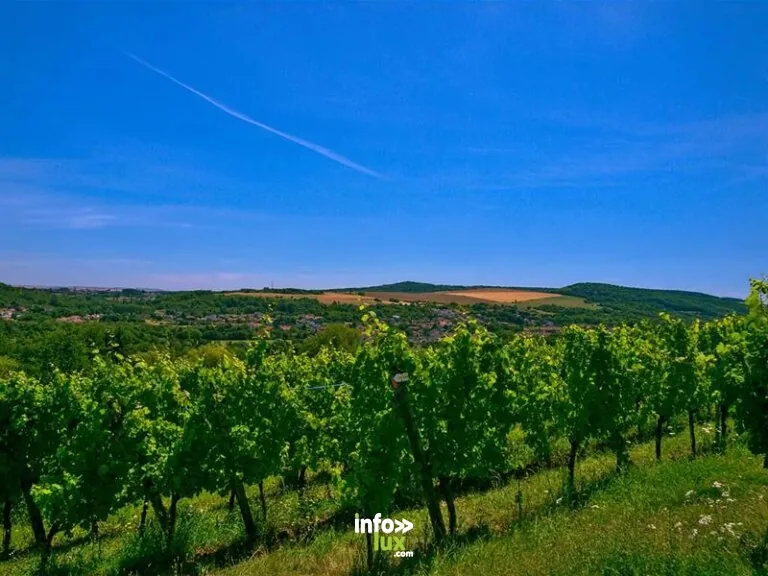 Domaine des Côteaux de Dornot