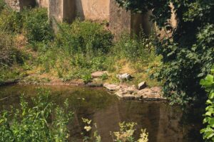 Exposition – Les forêts du Grand Est à l’épreuve du changement climatique — Montenach Exposition – Les forêts du Grand Est à l’épreuve du changement climatique — Montenach