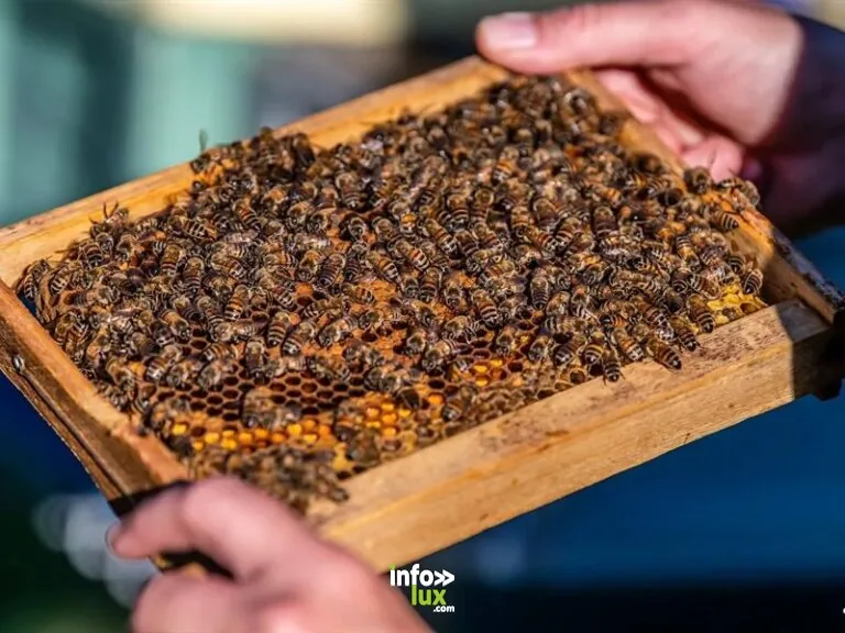 Famille Frumholtz apiculture
